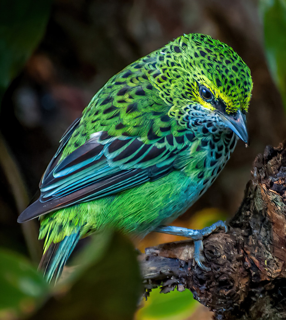 image Speckled Tanager